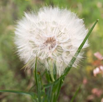 big fluffy dandelion on nature