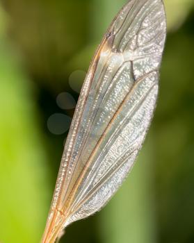 the wing of a mosquito in nature. macro