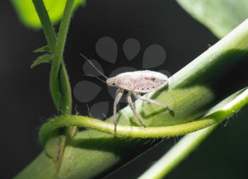 bug on a green leaf. close