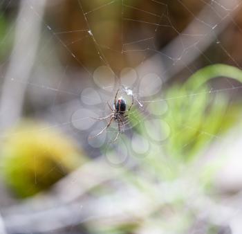 Spider in nature. macro