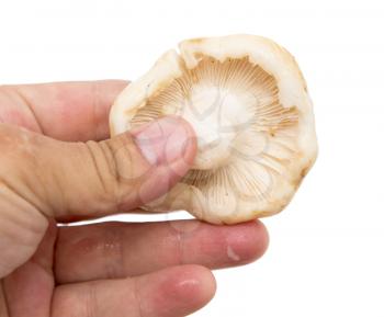 edible mushroom in hand on a white background