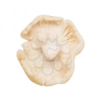 edible mushroom on a white background