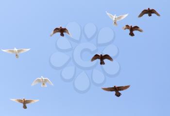 a flock of pigeons in the blue sky
