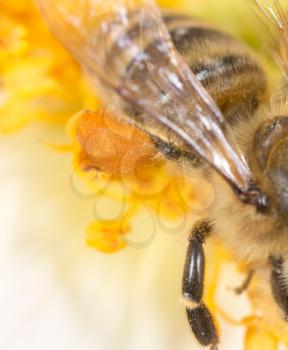 pollen honey bee on the paw. super macro