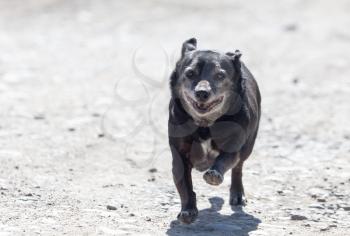 black dog on the run