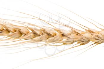 wheat on a white background. macro