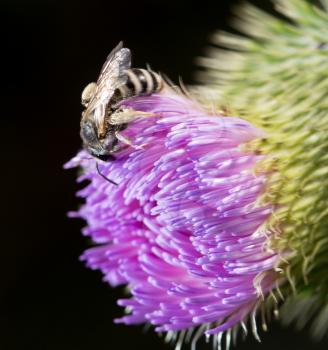 Bee on a violet flower