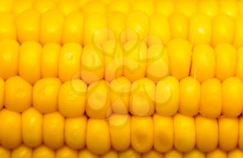 yellow corn as a background. macro