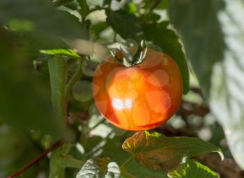 red tomato in the garden