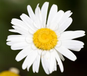 beautiful white flower in nature