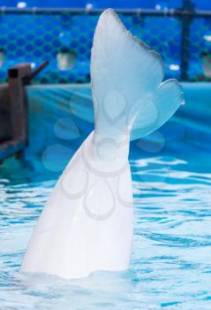 tail white dolphin in the pool