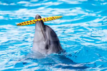 dolphin spinning hoop in the pool
