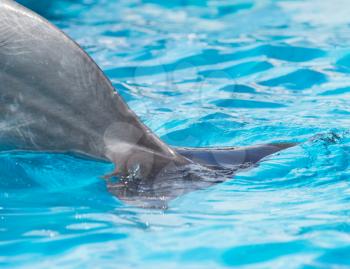 the tail of a dolphin in the pool