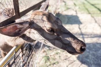 deer behind a fence in zoo