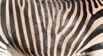 stripes zebra like background