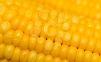 yellow corn as a background. macro