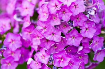 beautiful purple flower in nature