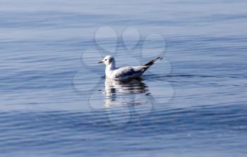 Gull on the lake in nature