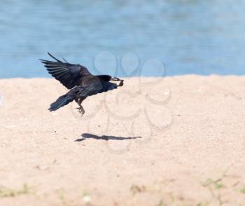 Black crow in flight Sea