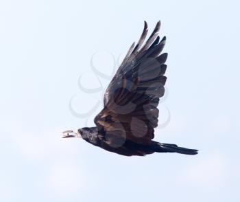 Black crow in flight against blue sky