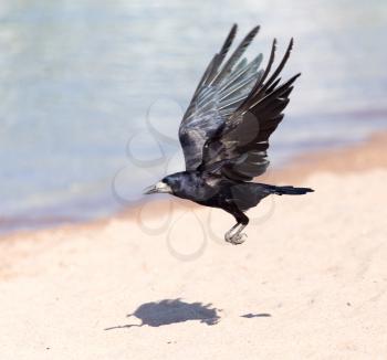 Black crow in flight Sea