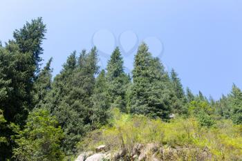 beautiful Christmas tree in the mountains in summer