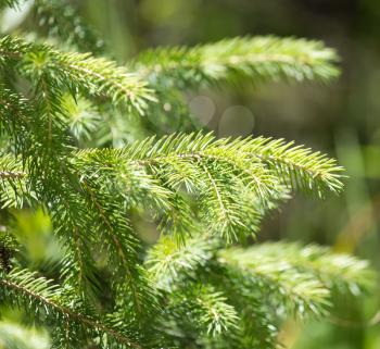 spruce branches on a nature background