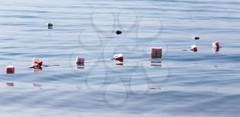 Fishing floats on the surface of the water
