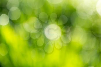 bokeh background of green nature