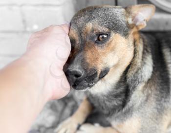 man caresses a dog hand