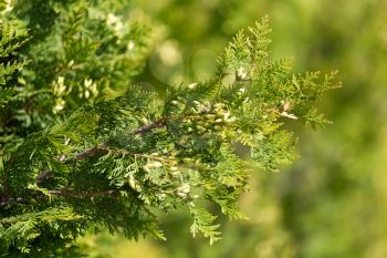 arborvitae branches in nature as a background