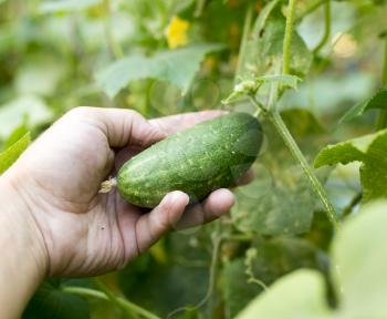 ripe cucumber in hand in the garden