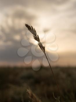 ear of grass at sunset