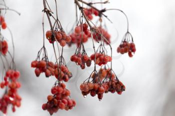 red viburnum on the tree in winter