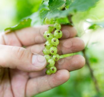 green currant in hand on nature