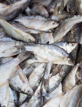 salted fish in brine as background