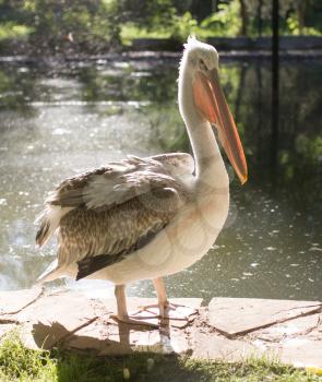 Pelican in nature
