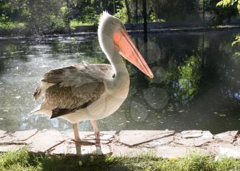 Pelican in nature