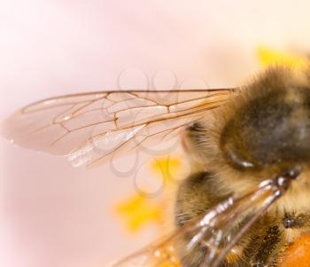 wing of a bee on a flower. super macro