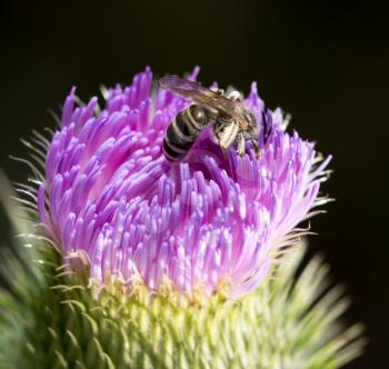 Bee on a violet flower