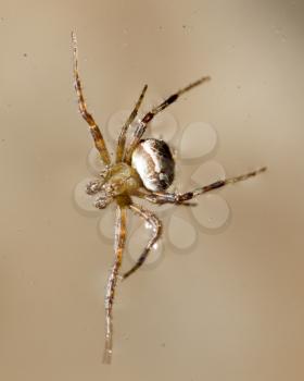 Spider on the water surface. macro