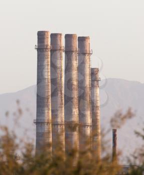 pipe plant at sunset