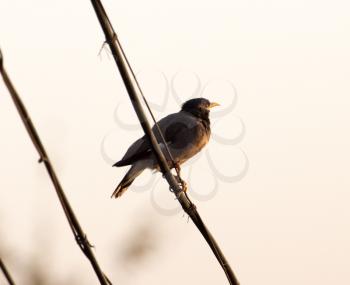 bird on the electric wire at sunset