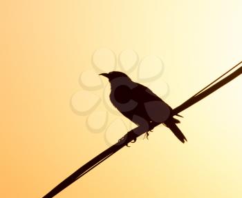 bird on the electric wire at sunset