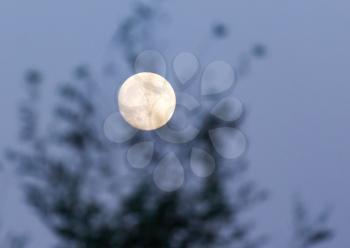 the moon behind a tree at dusk