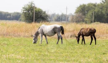two horses on pasture at nature