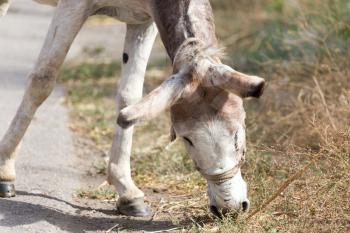 donkey head on nature