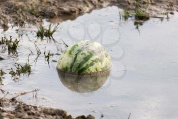 watermelon in the river in nature