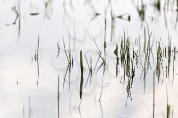 grass in water at sunset