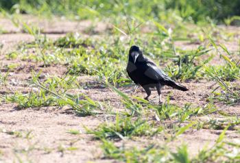 black crow in the grass on the nature